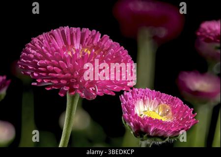 Schöne blühende Gänseblümchen rote Bellis Blumen isoliert auf einem schwarzen Hintergrund. Blumenkopf Nahaufnahme, Odessa, Ukraine, Europa Stockfoto