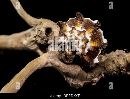 Nahaufnahme einer Endive Murex Schneckenschale der Familie Muricidae, die auf robustem Treibholz ruht und ihre stachelige Textur und das gestreifte Muster gegen ein B hervorhebt Stockfoto