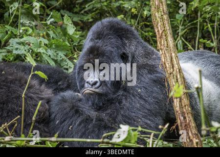Silverback Mountain Gorilla liegt im Virunga-Nationalpark in der Demokratischen Republik Kongo Stockfoto