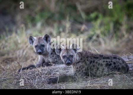 Zwei junge gefleckte Hyänen liegen im Chobe-Nationalpark in Botswana, Afrika Stockfoto