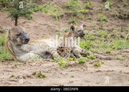 Gefleckte Hyänenmutter mit Jungtier im Kruger-Nationalpark, Südafrika, Afrika Stockfoto
