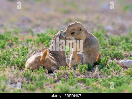Familienpflege der Schwarzschwanz-Präriehunde (Cynomys ludovicianus) am sonnigen Morgen in Lubbock, Texas, USA. Stockfoto