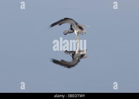 Dreifarbiger Reiher tanzt für Essen-1 Stockfoto