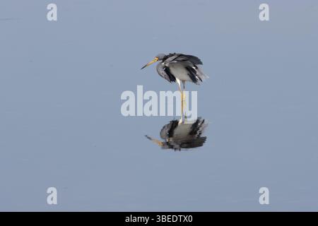 Dreifarbiger Reiher tanzt für Essen-3 Stockfoto