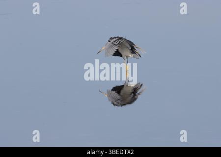 Dreifarbiger Reiher tanzt für Essen-2 Stockfoto