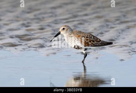 Dunlin (Calidris alpina) am Strand auf der Suche nach Essen, Galveston, Texas, USA Stockfoto