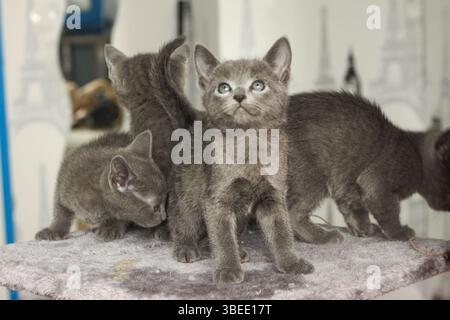 Vier niedliche Babys Katzen der Rasse Russian Blue stehen mitten im Spiel um den Katzenbaum. Kätzchen sind jung und neugierig auf die Erkundung der Wölfe. Stockfoto