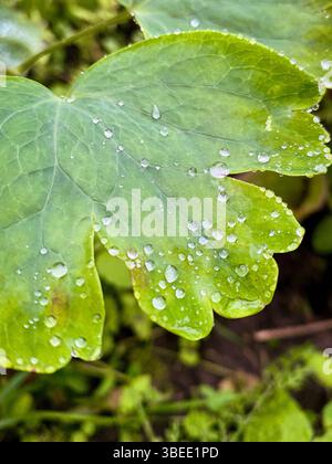 Ein Blick aus der Nähe auf ein lebhaftes grünes Blatt, das wunderschön mit glitzernden Tautropfen geschmückt ist Stockfoto