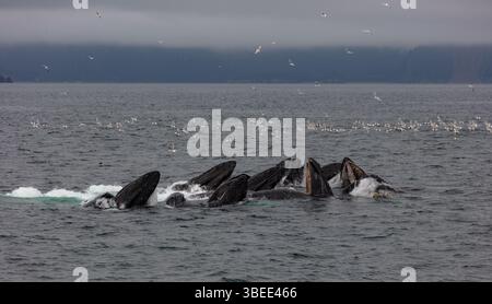Buckelwale blasen Netzfütterung im Kenai Fjords National Park in Alaska. Stockfoto