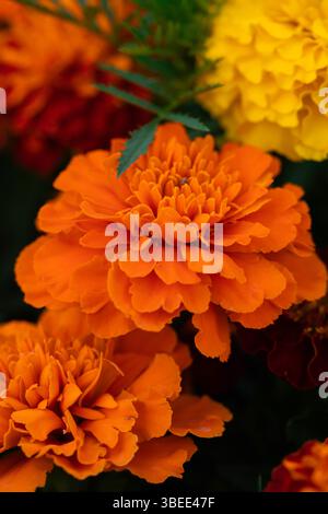 Dichtes Blumenbeet aus blühenden orange-roten Ringelblumen (Tagetes) mit sattgrünen Blättern Stockfoto