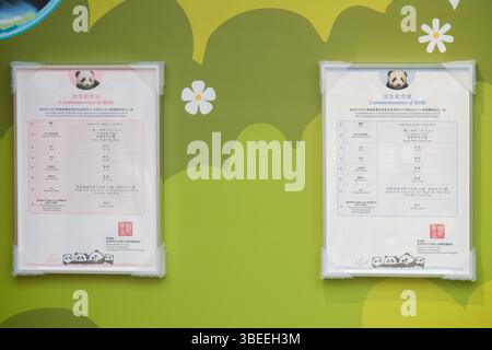 **CHINESISCHES FESTLAND, HONGKONG, MACAU UND TAIWAN OUT** Geburtsurkunden werden im Giant Panda Adventure Area des Ocean Park in Hong Kon ausgestellt Stockfoto
