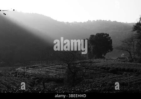 Morgenszene in Longjing Tea Plantation, Hangzhou, 2010er Jahre Stockfoto