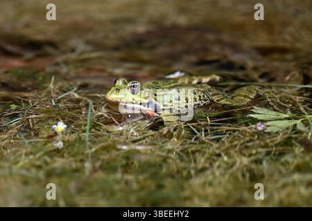 Europäischer Grünwasserfrosch, der in einem natürlichen Teich inmitten einer aquatischen Vegetation im Nationalpark Plitvicer Seen, Kroatien, ruht Stockfoto
