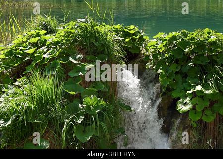 Üppiges Grün rund um den kleinen fließenden Wasserfall im Nationalpark Plitvicer Seen, Kroatien Stockfoto