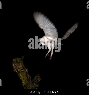 Scheune Owl Tyto alba landet in der Dämmerung auf einem alten Baumstumpf. North Norfolk, Großbritannien Stockfoto