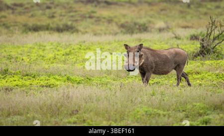 Ein Warzenschwein (Phacochoerus africanus), Addo Elephant National Park, Südafrika. Stockfoto