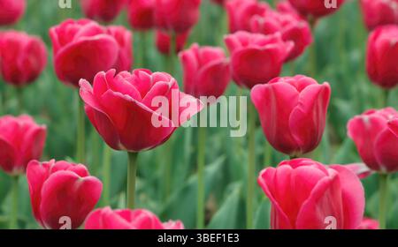 Rosa Tulpen im Garten auf grünen Stielen. Selektiver Fokus Stockfoto