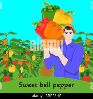 Landwirt, der eine Kiste mit süßem Paprika hält. Pfefferplantage. Erntezeit. Isolierte Vektordarstellung. Stock Vektor