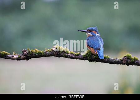 Männlicher Eisvogel auf einem Ast, nah in einem natürlichen Lebensraum, mit lebendigem Gefieder. Stockfoto