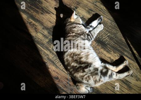 Eine Katze, die auf dem Holzboden liegt und im Sonnenlicht schwimmt. Stockfoto