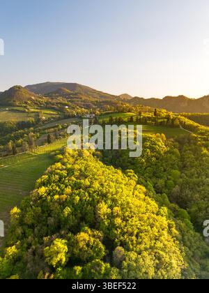 Blick aus der Vogelperspektive auf einen üppig grünen Wald auf einem Hügel vor dem Berg Monte Venda in den Hügeln von Colli Euganei mit untergehender Sonne, die warmes Licht wirft Stockfoto