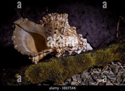 Detailliertes Bild einer strukturierten Muschel auf kleinen Kieselsteinen mit einem moosbedeckten Zweig im Hintergrund, der natürliche Elemente der Küste zeigt Stockfoto