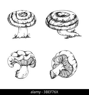 Lactarius Milk Cap Russula gestreifter Pilzpilz. Herbsternte, essbare Rohzutat für veganes Kochen. . Einzelelement handgezeichnet in Vektortinte Stock Vektor