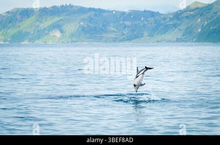 Delfin, der ins Wasser springt. Berge in der Ferne. Kaikoura. Südinsel. Stockfoto