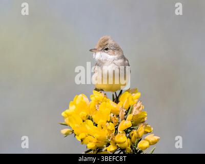 Weißdorn (Sylvia communis) auf goldenem Ginsterstrauch, Stithians, Cornwall, England. Stockfoto