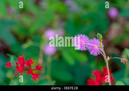 Zarte Rosafarbene Mimosa Pudica Blüten Mit Taubigen Haaren Im Soft Focus Stockfoto