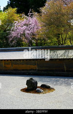 Kyoto, Japan, der Ryoan-JI Tempel Zen Rock Garden im Frühjahr. Stockfoto