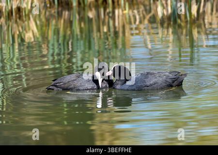 Zwei schwimmende eurasische Hähnchen (Fulica atra), während sie das soziale Verhalten auf einem See lieben Stockfoto