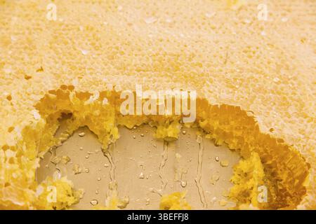 Natürlicher Bienenhonig in Wabennaht. Stockfoto