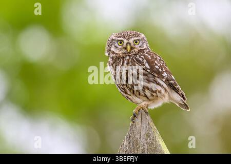 Die kleine Eule (Athene noctua) steht auf einem Zaun. Stockfoto