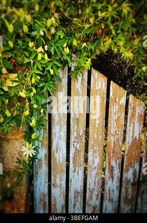 Ein teilweise geöffnetes verwittertes Holztor, umgeben von üppigen grünen Weinstöcken und zarten weißen Blumen, schafft eine ruhige Gartenatmosphäre. Stockfoto