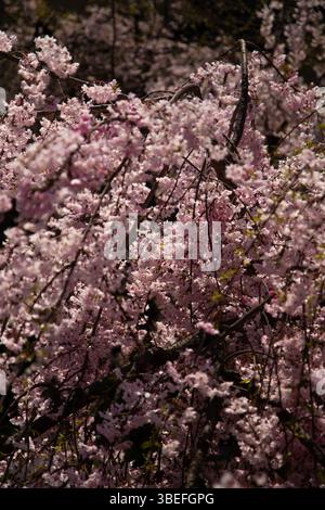 In Kyoto, Japan, bilden dichte rosafarbene Kirschblüten den Rahmen und zeigen die üppige Blütenfülle des Frühlings Stockfoto