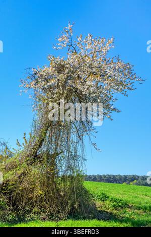 Wilder Apfelbaum bedeckt mit kriechenden Reben - Zentralfrankreich. Stockfoto