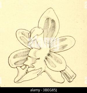 Diese botanische Illustration von Walter Hood Fitch aus dem Jahr 1860 zeigt Cleisostoma parishii (syn. Sarcanthus parishii), eine Orchideenart. Die Illustration wurde für Curtis' Botanical Magazine erstellt, mit einer Beschreibung von William Jackson Hooker. Es zeigt die detaillierte blumige Anatomie der Art. Stockfoto