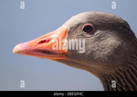 Ein detailliertes Nahfoto eines Gänsekopfes mit orangefarbenem Schnabel und schwarzem Auge vor einem weichen, neutralen Hintergrund. Stockfoto