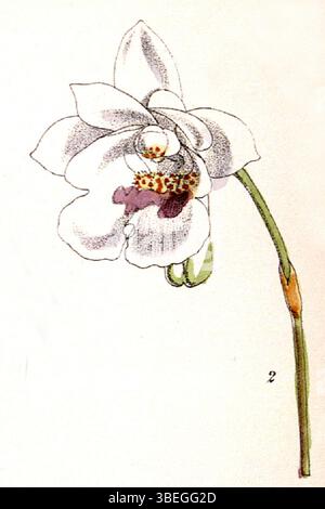 Eine Illustration der Orchideenart *Conchidium extinctorium* (früher *Eria extinctoria*) von Walter Hood Fitch. Diese botanische Lithografie wurde 1871 erstellt und ist Teil der Serie von Curtis' Botanical Magazine, die die detaillierten Merkmale der Pflanze zeigt. Stockfoto