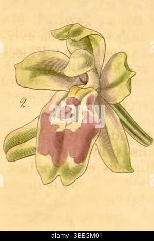Diese 1841 entstandene Illustration von Walter Hood Fitch zeigt die Orchideenart Leochilus oncidioides (früher Oncidium macrantherum). Die detaillierte botanische Zeichnung ist Teil von Curtis' Botanical Magazine. Stockfoto