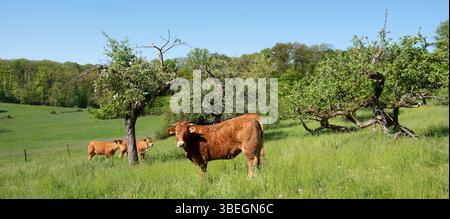 Sonniger Frühlingstag mit brauner Kuh und Kälbern im Obstgarten in der Nähe der Wiese im Süden luxemburgs Stockfoto
