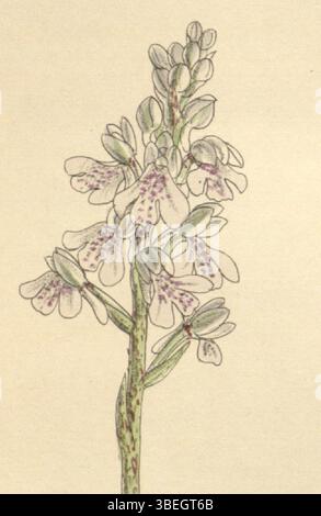 Illustration aus Curtis' Botanical Magazine mit Sirindhornia monophylla (früher Orchis monophylla), dargestellt von Matilda Smith und Lithographie von John Nugent Fitch. Das Bild wurde 1898 erstellt und war Teil einer botanischen Serie, die zur Dokumentation von Pflanzenarten veröffentlicht wurde. Stockfoto