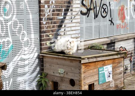 Flauschige weiße Katze, die sich auf Holzstrukturen in der Nähe von Graffiti-Wänden in urbaner Umgebung entspannt Stockfoto