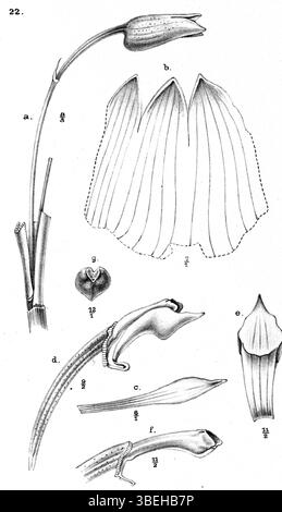Diese botanische Illustration von Johannes Jacobus Smith, veröffentlicht 1913, zeigt *Mediocalcar geniculatum*, eine Orchideenart, die in Neuguinea gefunden wurde. Die Abbildung bietet eine Nahaufnahme der charakteristischen Struktur. Stockfoto