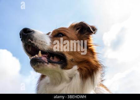Glücklicher Hund, der an einem sonnigen Tag vor blauem Himmel blickt und verspielte und freudige Emotionen in der Außenwelt zeigt, um Inhalte für Haustiere und Lifestyle zu erhalten Stockfoto