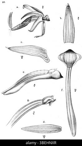 Diese botanische Illustration von Johannes Jacobus Smith zeigt *Glomera fruticula*, eine Pflanzenart aus Neuguinea. Die Abbildung 1913 enthält eine detaillierte Untersuchung der Funktionen. Stockfoto