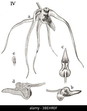 Johannes Jacobus Smiths Illustration von 1938 zeigt *Thrixspermum inquinatum*, eine Orchideenart aus der Gattung *Thrixspermum*. Das Kunstwerk enthält auch *Thrixspermum lampongense*, *Thrixspermum latifolium* und *Thrixspermum latisaccatum*, was zur umfassenden Untersuchung von Orchideen aus Südostasien beiträgt. Stockfoto