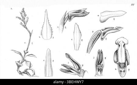Johannes Jacobus Smiths botanische Illustration zeigt *Odontochilus papuanus*, eine Art aus Papua-Neuguinea, die ihre charakteristischen Orchideenmerkmale und Habitat-spezifischen Eigenschaften einfängt. Stockfoto