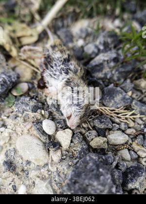 Detail eines toten Tieres auf der Straße, Tod und Vergiftung Stockfoto